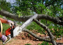 Best Tree Health Inspection  in East Northport, NY