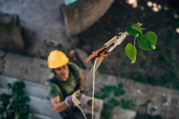 Best Tree Trimming and Pruning  in East Northport, NY