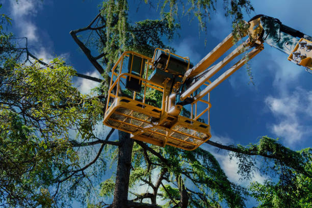 Best Palm Tree Trimming  in East Northport, NY