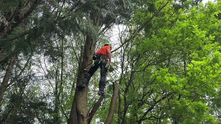 Best Tree Disease Treatment  in East Northport, NY