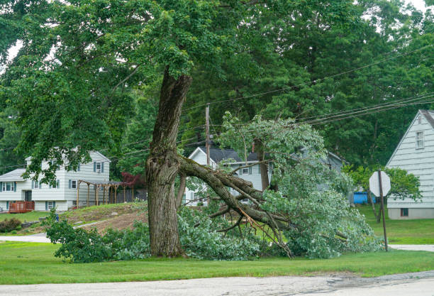 How Our Tree Care Process Works  in  East Northport, NY