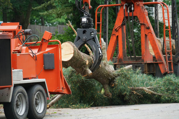 Best Fruit Tree Pruning  in East Northport, NY