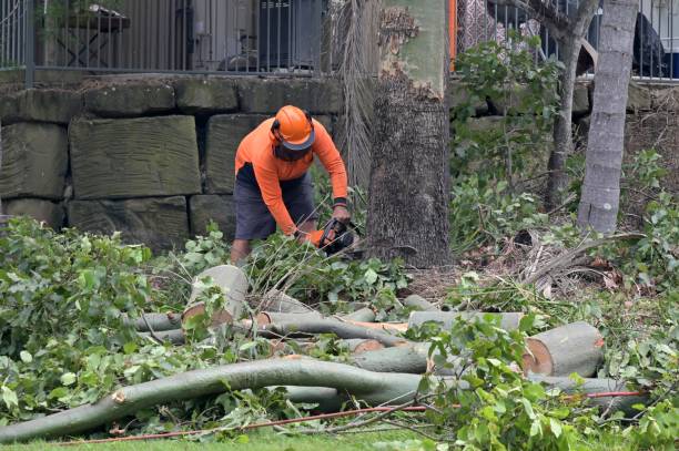 Best Storm Damage Tree Cleanup  in East Northport, NY