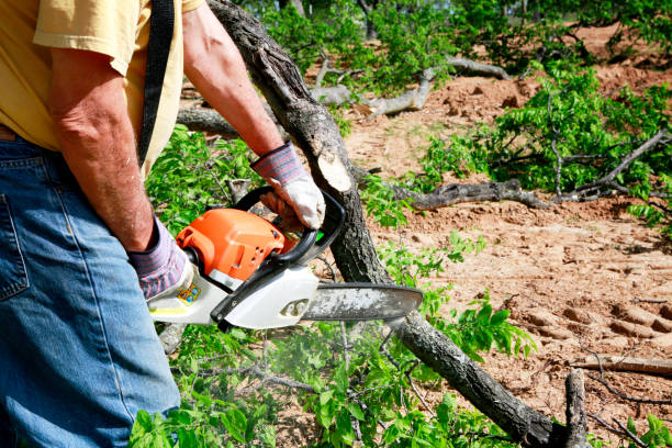 Lawn Maintenance Plans in East Northport, NY